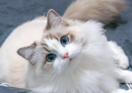 布偶猫为什么不能自己繁殖（后代）