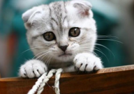 折耳猫容易生病吗(为什么)