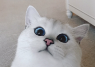 英国短毛猫的常见病(有哪些)