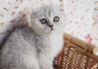 猫吃什么食物补钙(最快最好)