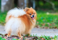 博美犬刚买回来要注意什么(事项)