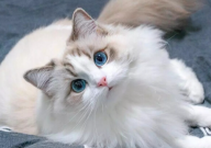 布偶猫什么时候配种比较好（最好）