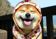 秋田犬攻击性强吗(攻击力强吗)