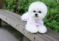 比熊可以吃烤红薯吗(有营养吗)