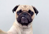 巴哥犬眼睛红用什么药(怎么回事)