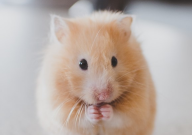 老年仓鼠特征（老年仓鼠特征描述）