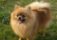 博美犬尿频怎么办（怎么治）