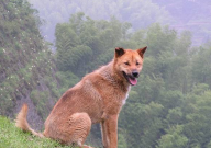 中华田园犬智商排名第几（相当于人几岁的智商）