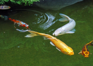 锦鲤几天不喂食会饿死吗(为什么)