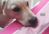 怎么和拉布拉多相处(培养感情)