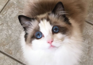 布偶猫怎样喂会爆毛（喂养技巧）