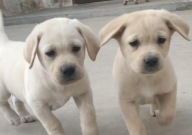 两个月拉布拉多拉稀怎么办（吃什么药）