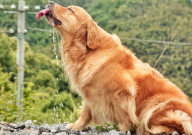 金毛夏天可以剃毛吗(能不能)