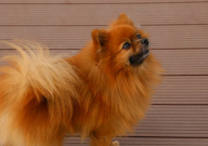 博美犬毛变黄怎么处理(什么原因)