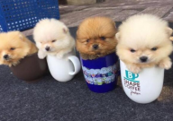 茶杯犬寿命长吗(一般多少年)