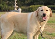 拉布拉多吃纸怎么回事（有没事）