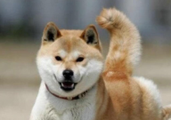 秋田犬的优缺点及性格(分析)