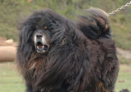 藏獒跟比特犬谁厉害(哪个凶)