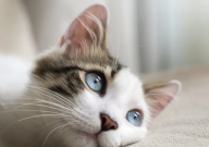 猫什么季节绝育比较好（冬天好还是夏天好）