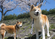 秋田犬怎么看纯不纯(品相)