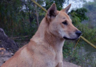 哪里可以买到中华田园犬(幼崽)