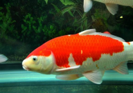 养锦鲤挣钱吗(利润如何)