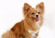 蝴蝶犬多重(一般)