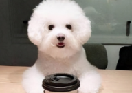 比熊肚子咕咕叫是什么原因(怎么回事)