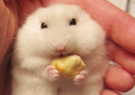 仓鼠能吃菊花吗(为什么)