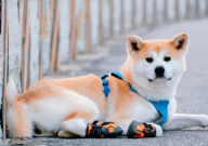 秋田犬拉稀怎么办(应该怎么样治疗)