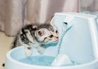 宠物猫喝什么水比较好(好一点)