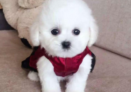 比熊能吃哈密瓜吗(为什么)