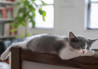 宠物猫拉肚子是什么原因(怎么办)