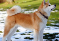 女生养柴犬好还是秋田犬好(适合)