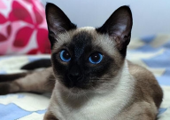 宠物猫品种大全介绍（品种大全及价格）