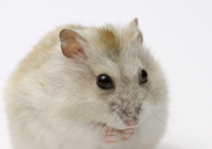 仓鼠吃什么下奶（最快最好）