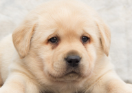 拉布拉多月经持续多久（算正常）