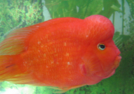 金刚鹦鹉鱼能长多大(通常)