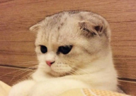 折耳猫拉肚子怎么办(小妙招)