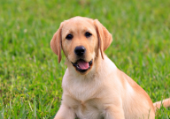 拉布拉多脚瘸了是什么原因（自己会好吗）