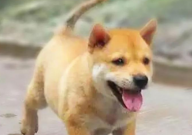 怎么挑选中华田园犬幼犬(技巧)