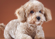 贵宾犬爱叫吗(为什么)