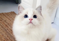 波斯系布偶猫和传统布偶猫的区别(有哪些)