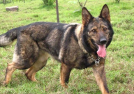 东德牧羊犬适合家养吗(优点和缺点)