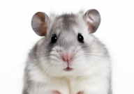 仓鼠夏天会热死吗(为什么)