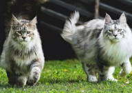缅因猫品相详解(大全)