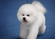 比熊能吃豆浆吗(怎么吃)