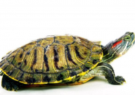 巴西龟养殖注意事项（有哪些）