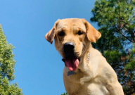 拉布拉多和博美哪个好养（该怎么养注意什么）