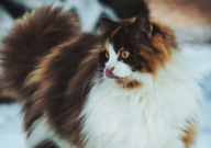 挪威森林猫和缅因猫哪个大(区别)